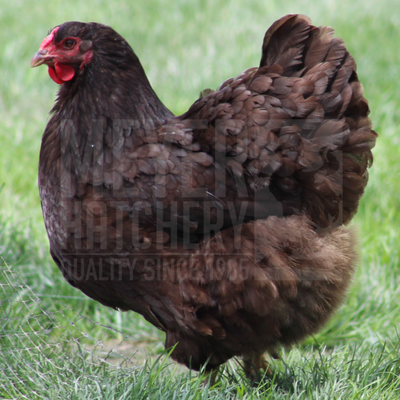 Heritage Wyandotte Assortment Day Old Chicks