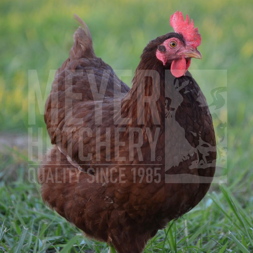 Rhode Island Red Started Pullet