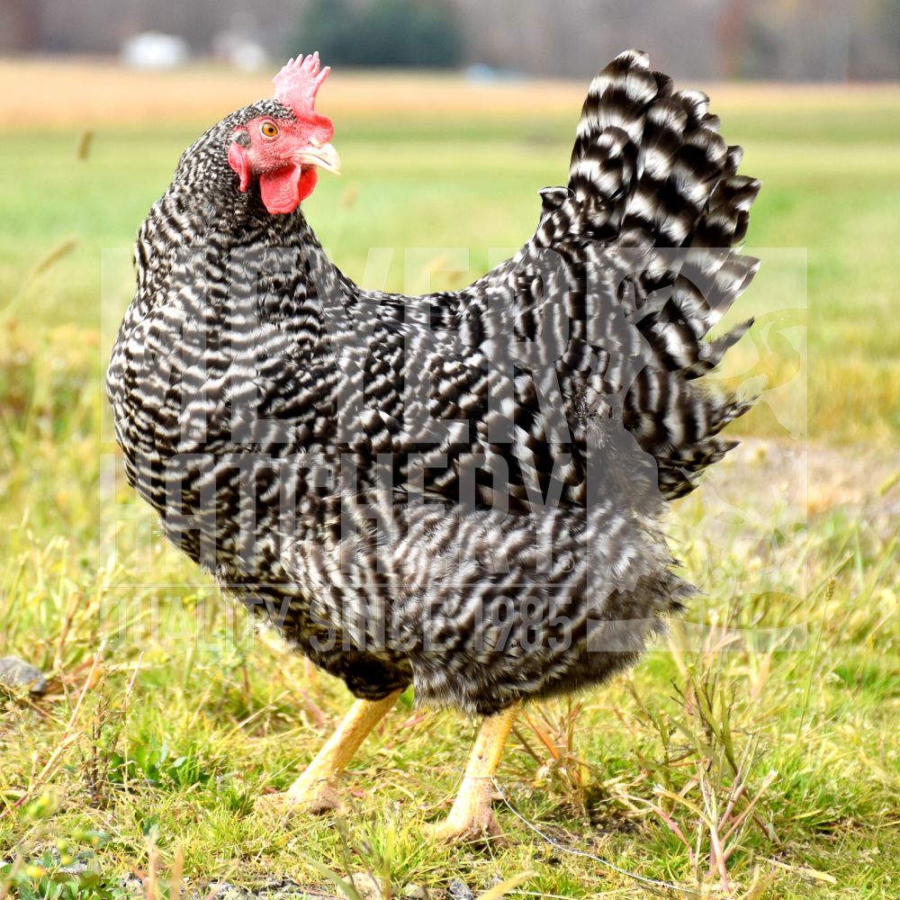 Barred Plymouth Rock Started Pullet