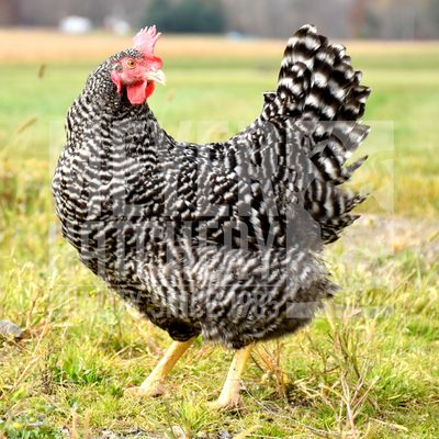 Barred Plymouth Rock Started Pullet