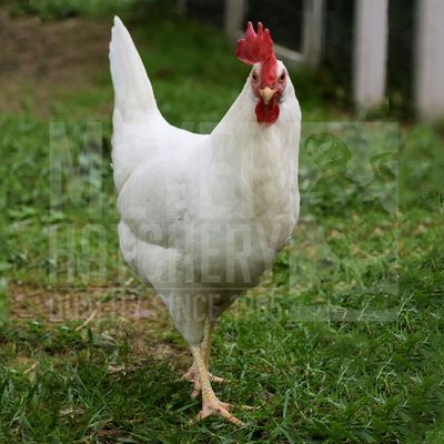 White Leghorn Started Pullet