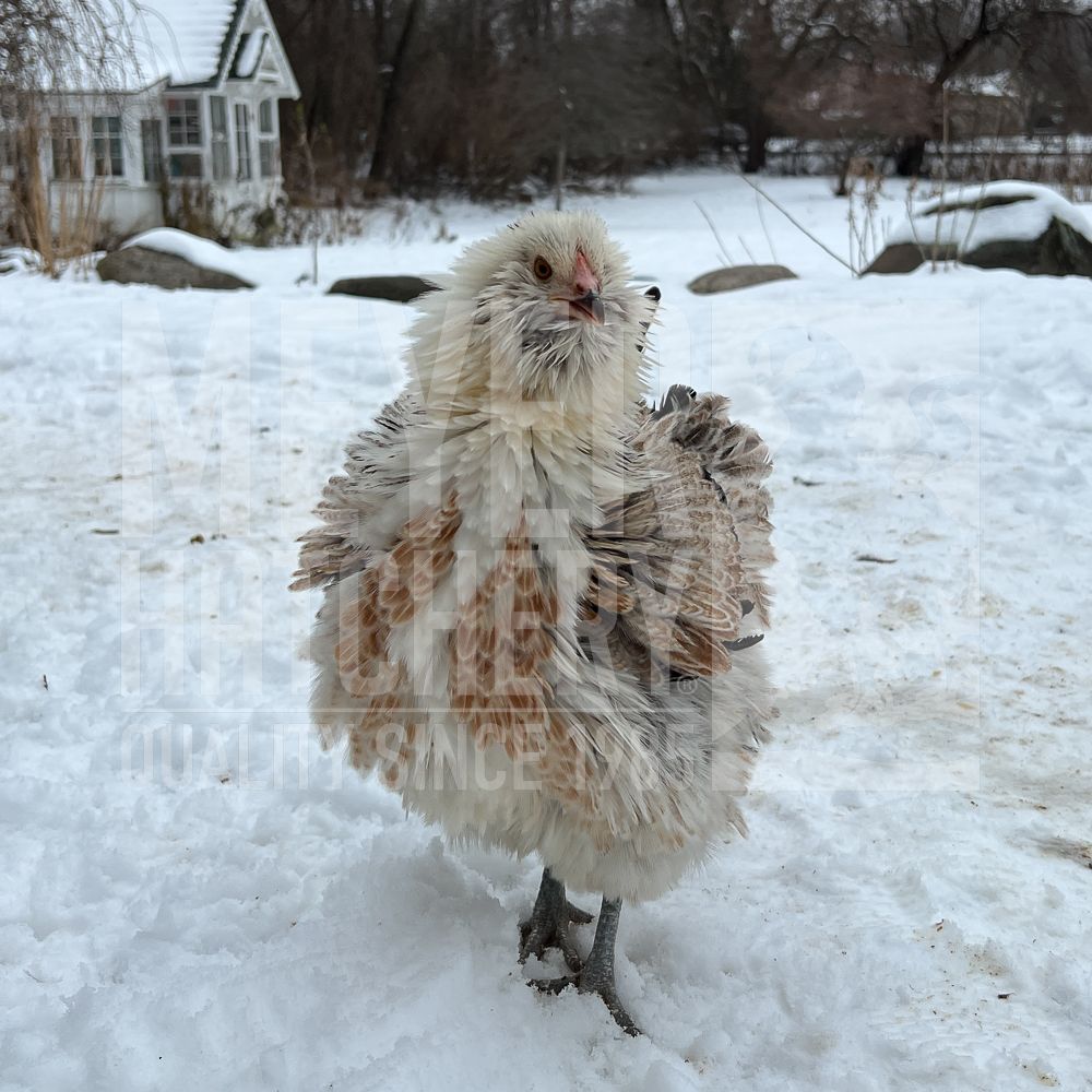 Frizzle Easter Egger Started Pullet, Gender: Female