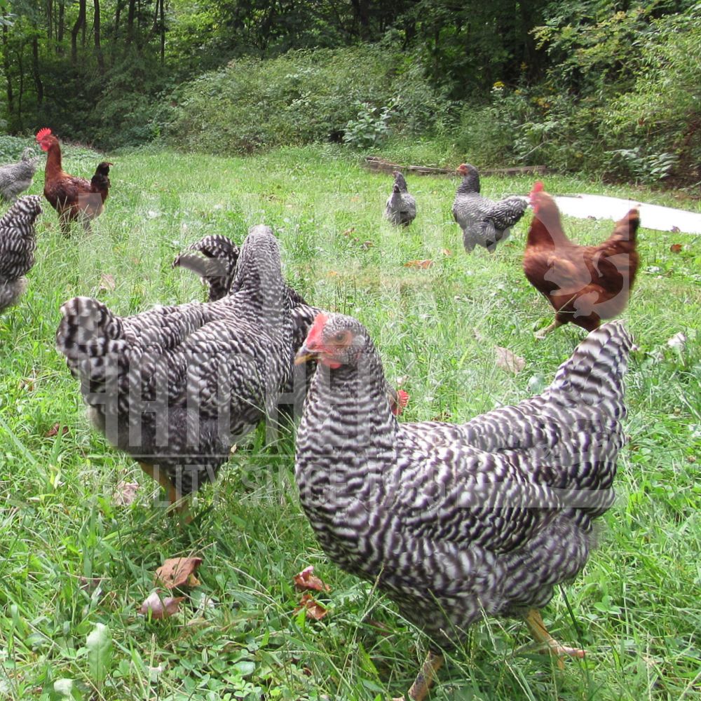 Hatchery Choice Started Chickens