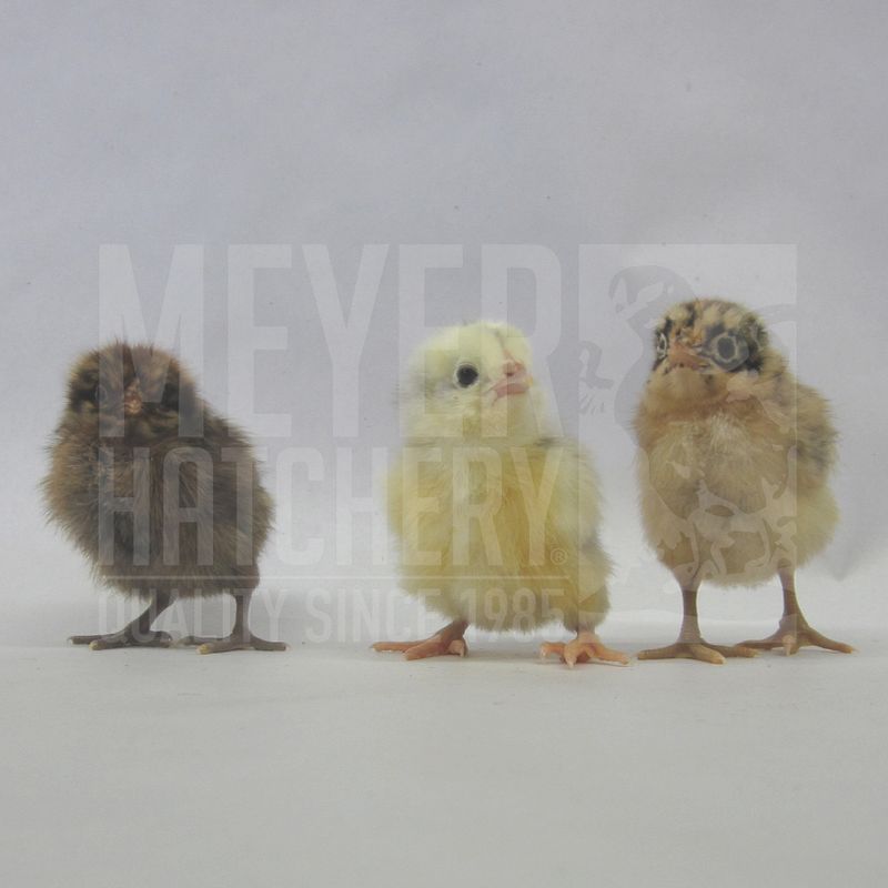 Assorted Rare Breed Day Old Chicks