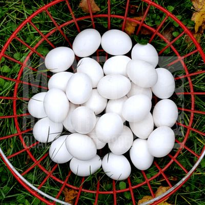 White Egg Layer Assortment Day Old Chicks