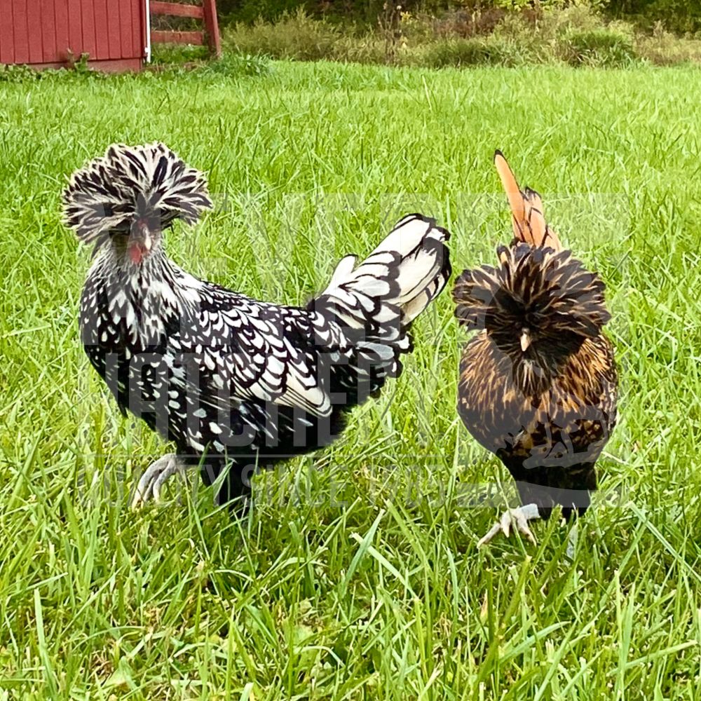 Assorted Standard Polish Day Old Chicks
