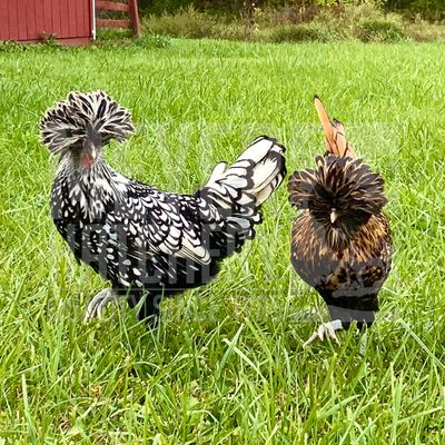 Assorted Standard Polish Day Old Chicks