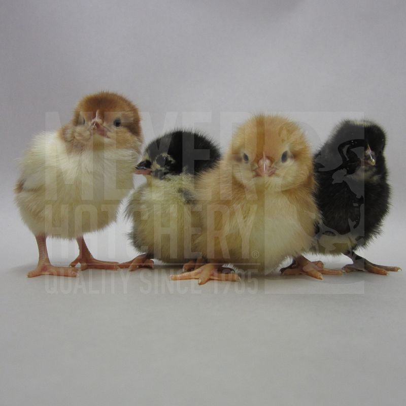 Production Pack Assortment Day Old Chicks