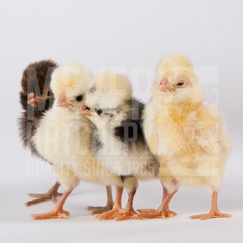Assorted Standard Polish Day Old Chicks