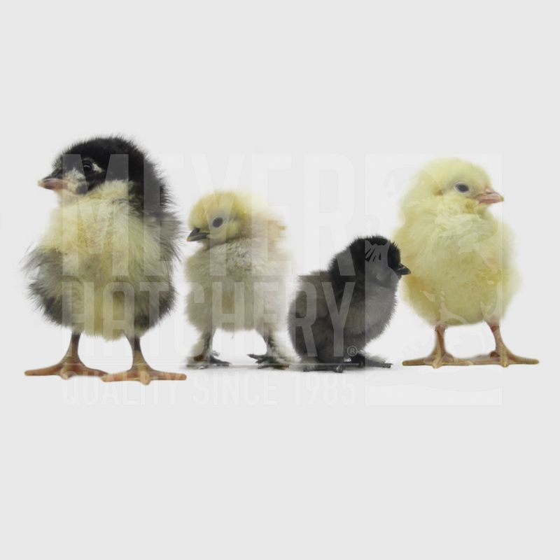 Meyer's Adopt Me Bargain Day Old Chicks