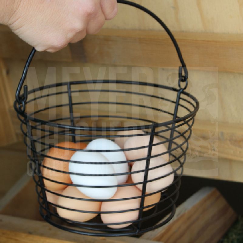Production Pack Assortment Day Old Chicks