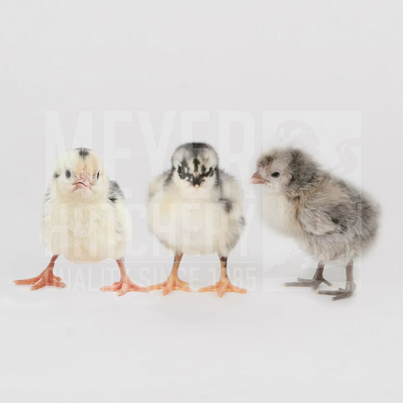 White Egg Layer Assortment Day Old Chicks