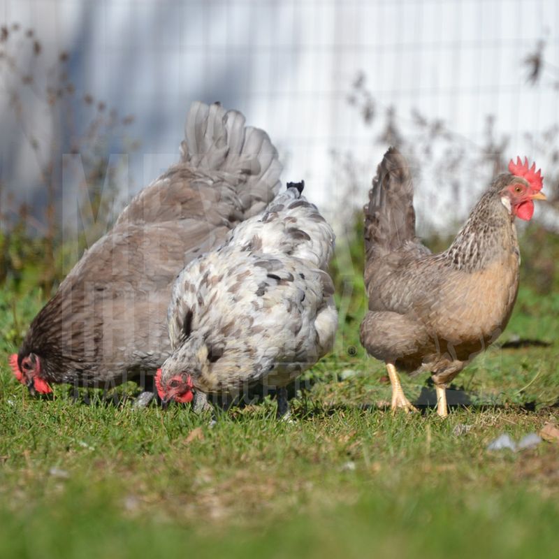 Assorted Rare Breed Day Old Chicks