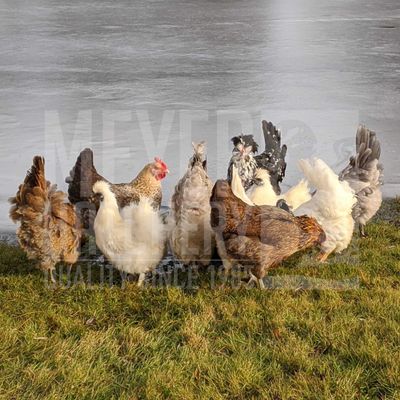 Meyer&#39;s Adopt Me Bargain Day Old Chicks