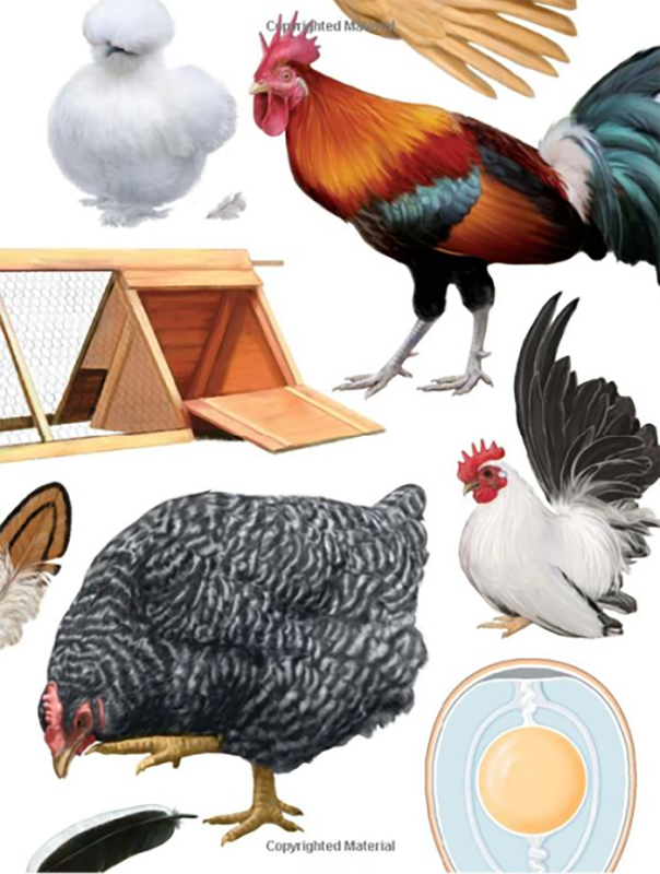 The Chicken Encyclopedia: An Illustrated Reference