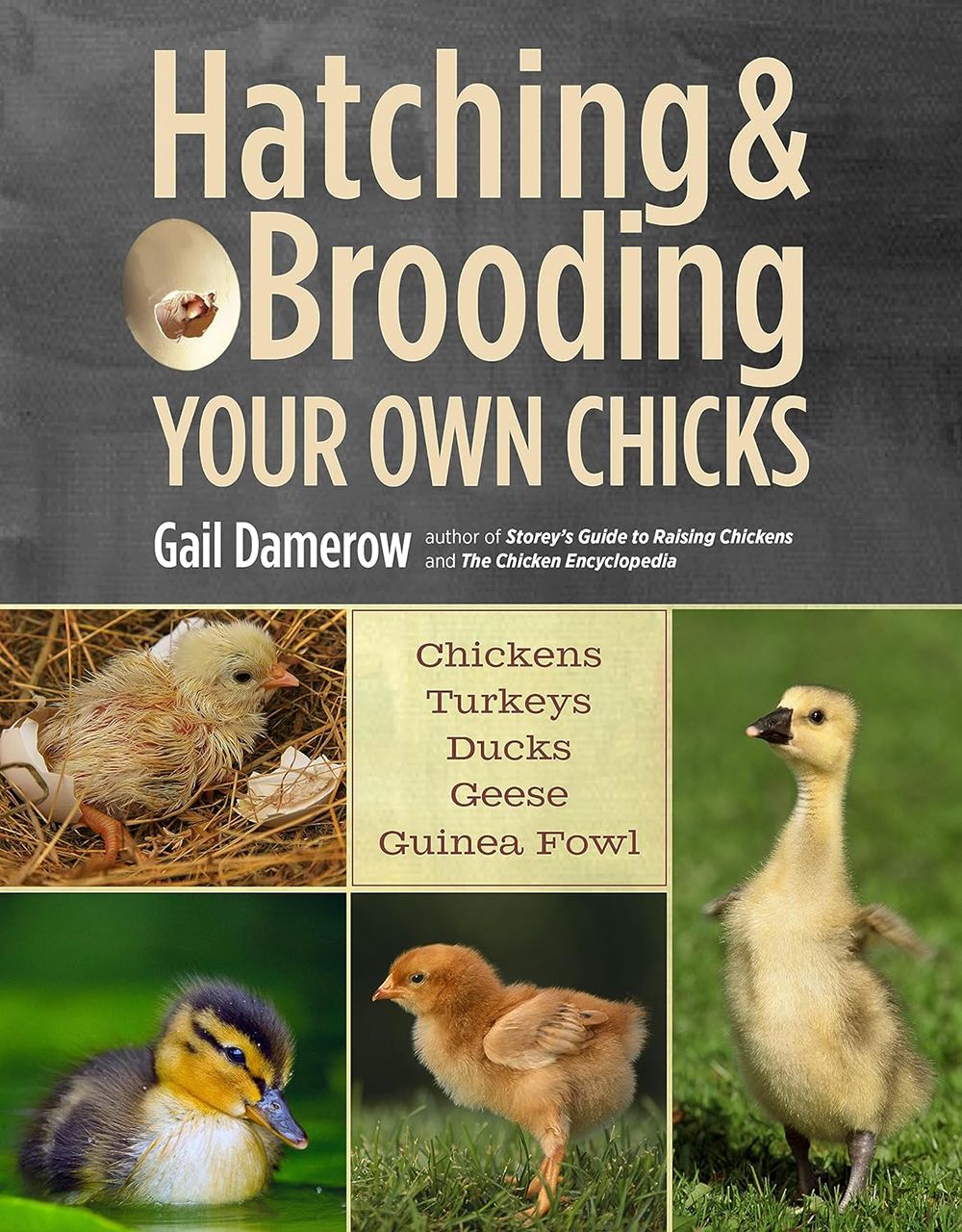 Hatching &amp; Brooding Your Own Chicks