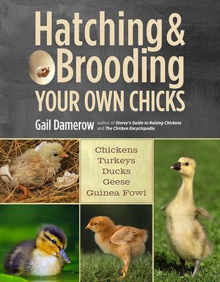 Hatching &amp; Brooding Your Own Chicks