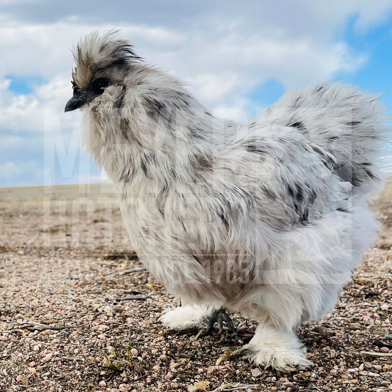 Splash Silkie Bantam Day Old Chicks