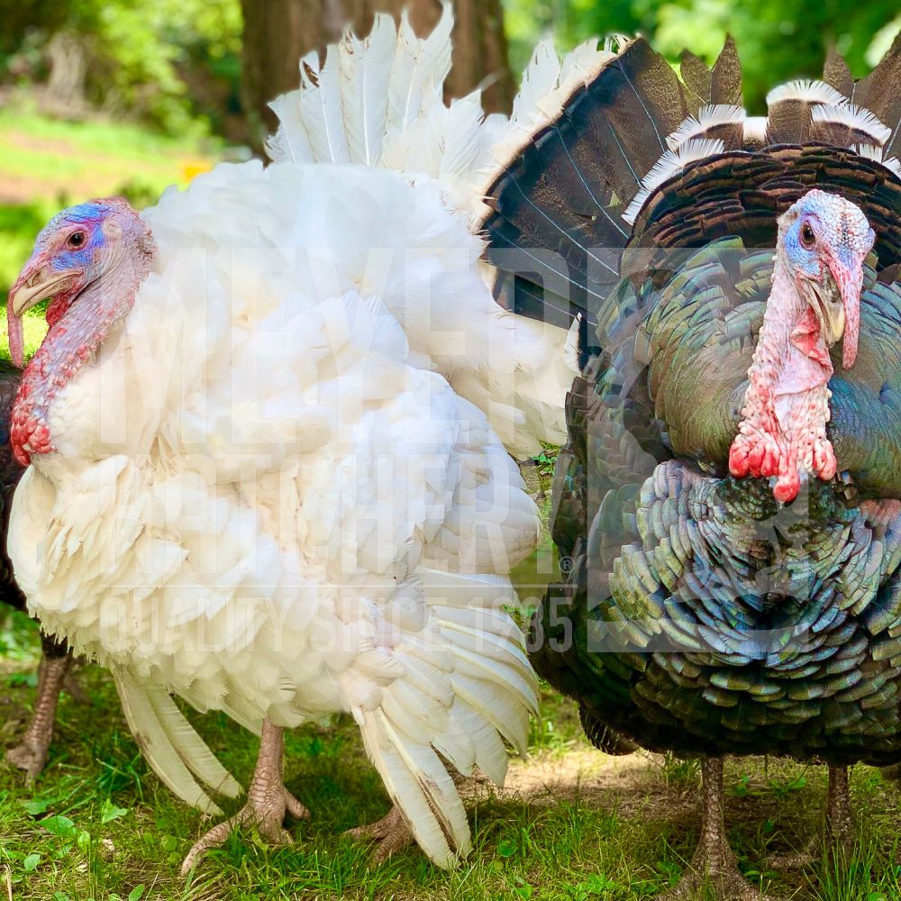 Surplus Broad Breasted Day Old Turkey Poults