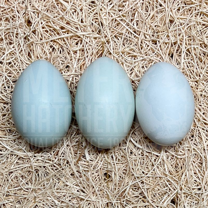 Opal Legbar Day Old Chicks