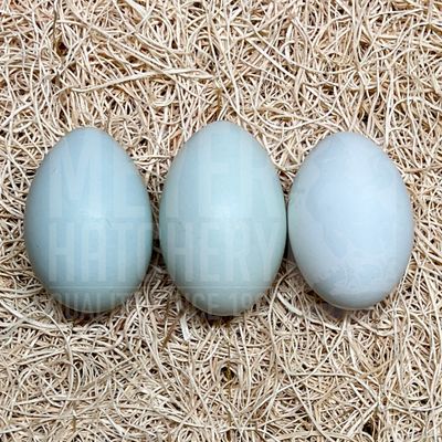 Opal Legbar Day Old Chicks