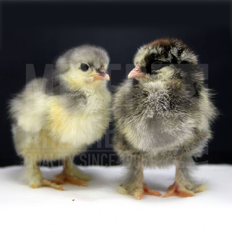 Assorted Standard Cochin Day Old Chicks
