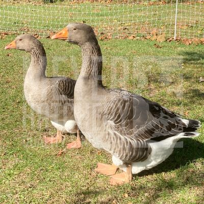French Toulouse Day Old Goslings