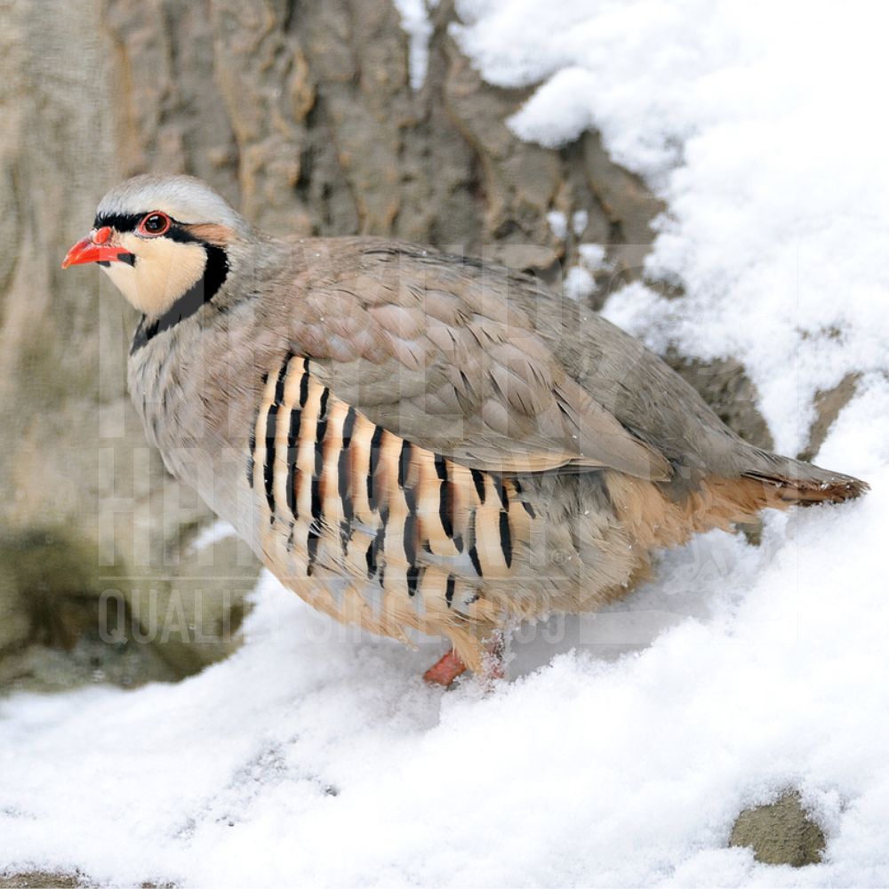 Chukar Partridge Day Old Chicks
