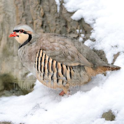 Chukar Partridge Day Old Chicks