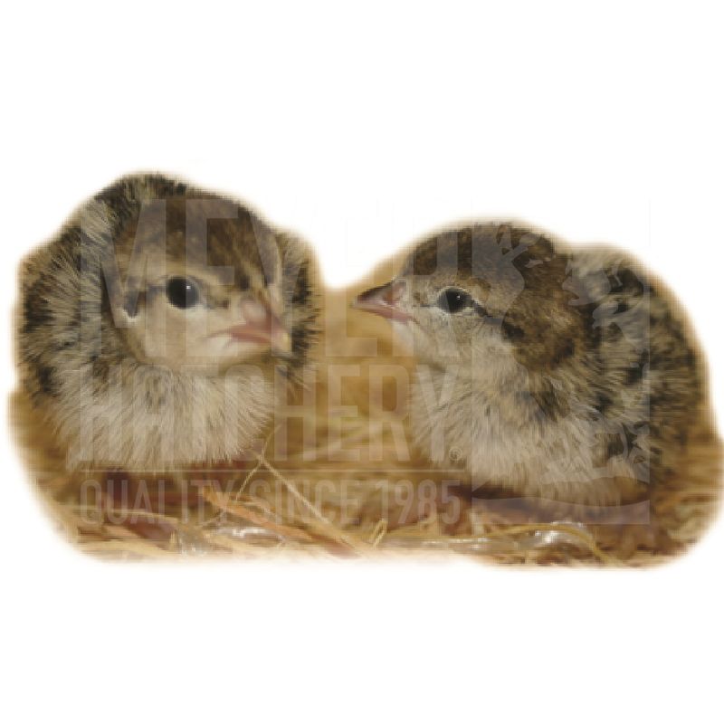 Chukar Partridge Hatching Eggs
