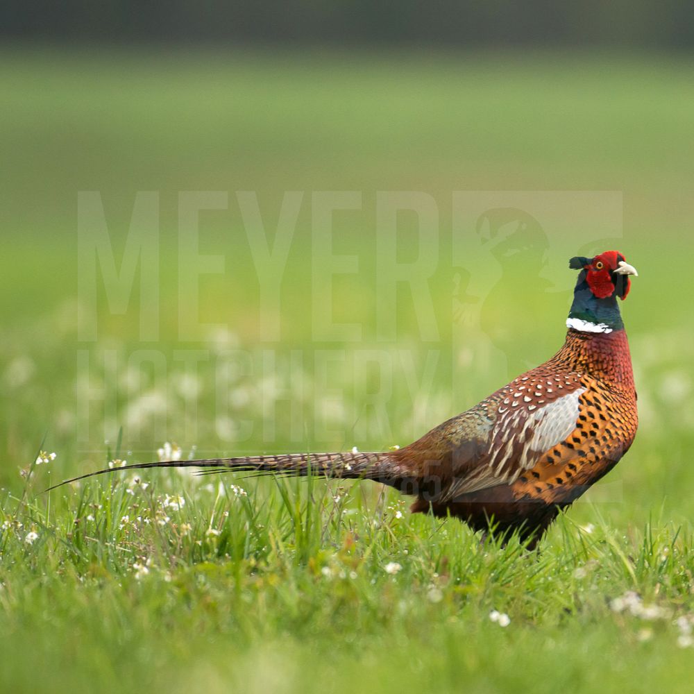 Chinese Ringneck Pheasant Hatching Eggs