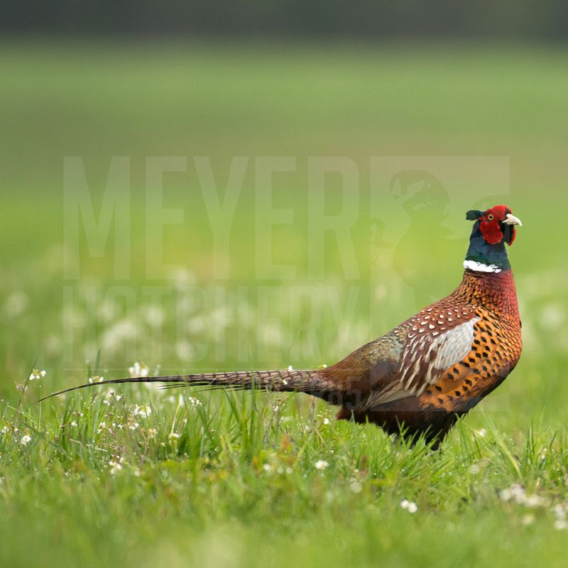 Chinese Ringneck Pheasant Hatching Eggs