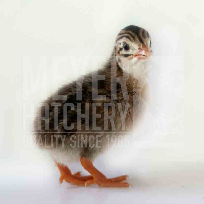 Pearl Guinea Day Old Keets
