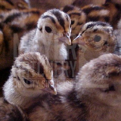 Melanistic Mutant Pheasant Day Old Chicks