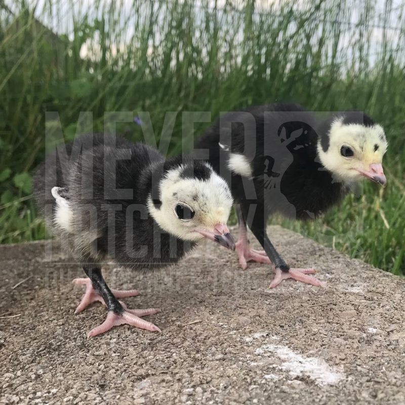 Black Spanish Heritage Day Old Turkey Poults