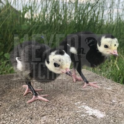 Black Spanish Heritage Day Old Turkey Poults