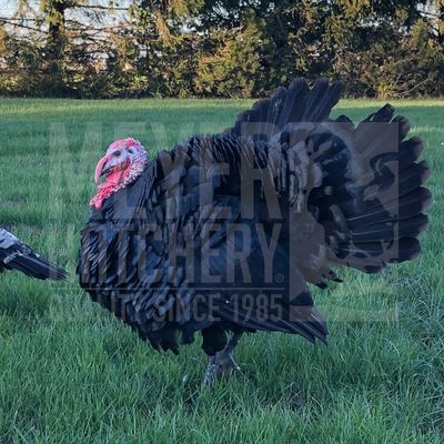 Black Spanish Heritage Day Old Turkey Poults