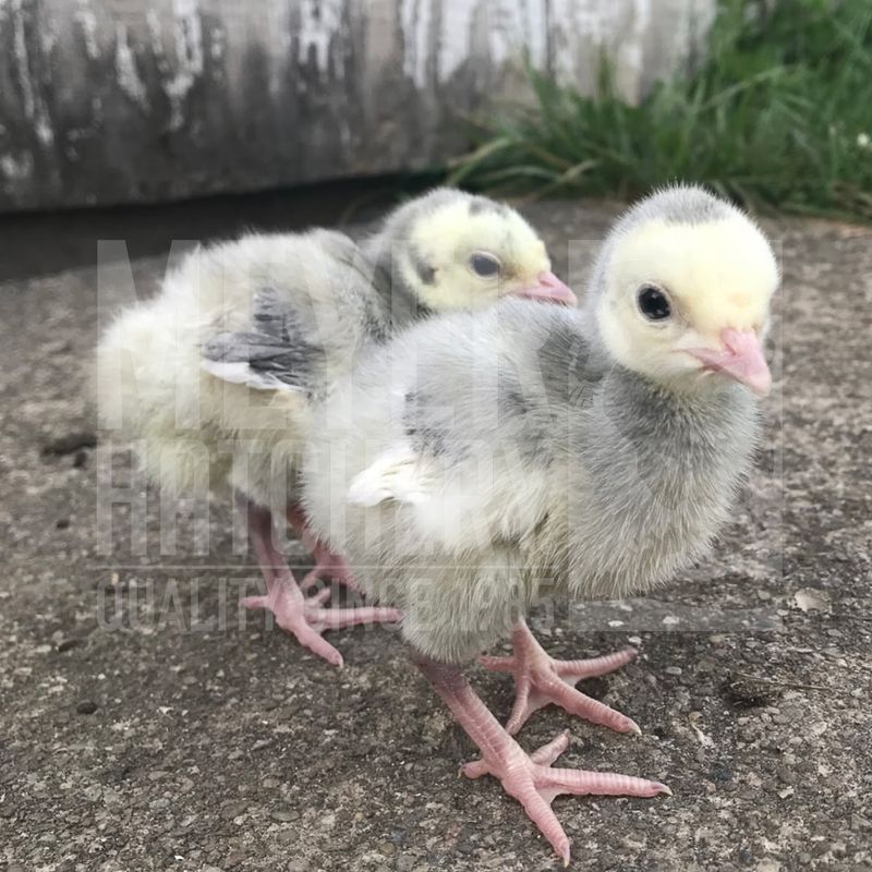 Blue Slate Heritage Day Old Turkey Poults