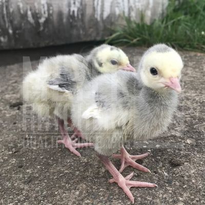 Blue Slate Heritage Day Old Turkey Poults