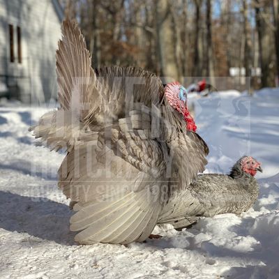 Blue Slate Heritage Day Old Turkey Poults