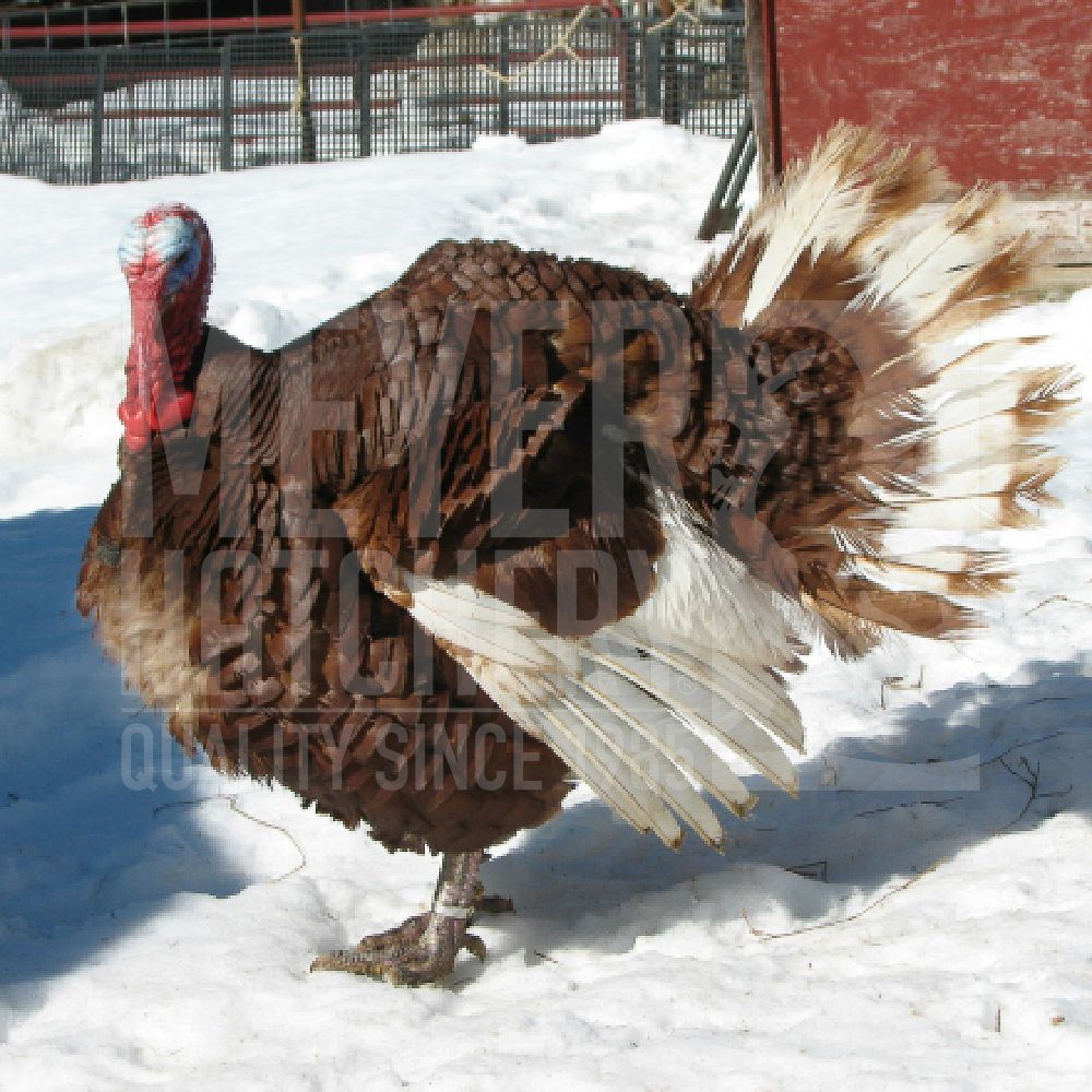 Bourbon Red Heritage Day Old Turkey Poults