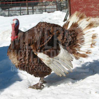 Bourbon Red Heritage Day Old Turkey Poults