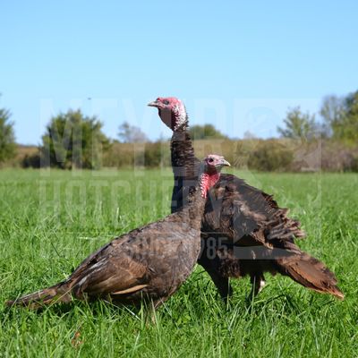 Chocolate Heritage Day Old Turkey Poults