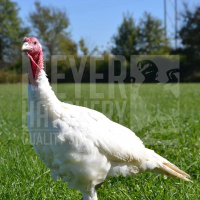 Midget White Heritage Day Old Turkey Poults