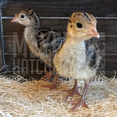 Standard Bronze Heritage Day Old Turkey Poults