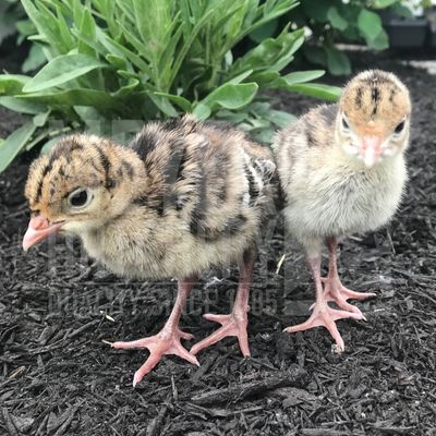 Narragansett Heritage Day Old Turkey Poults