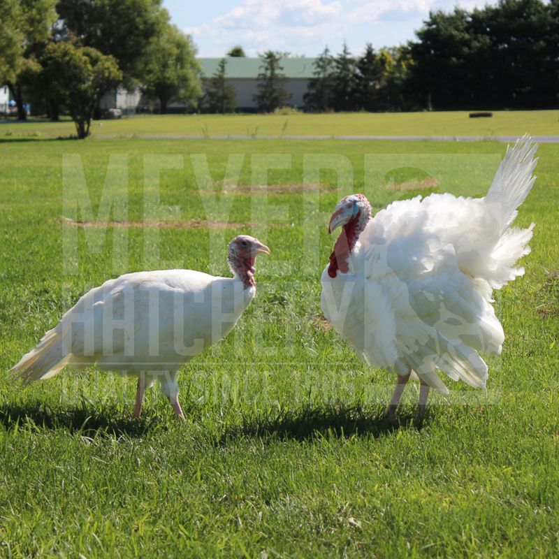 White Holland Heritage Day Old Turkey Poults