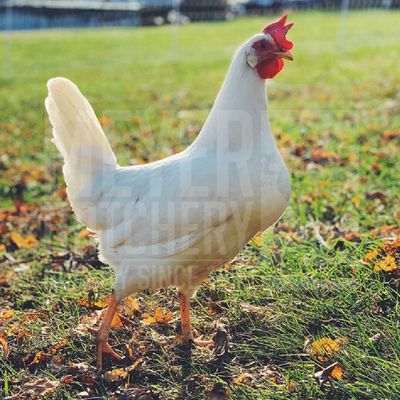 White Leghorn Day Old Chicks - Ship Separate