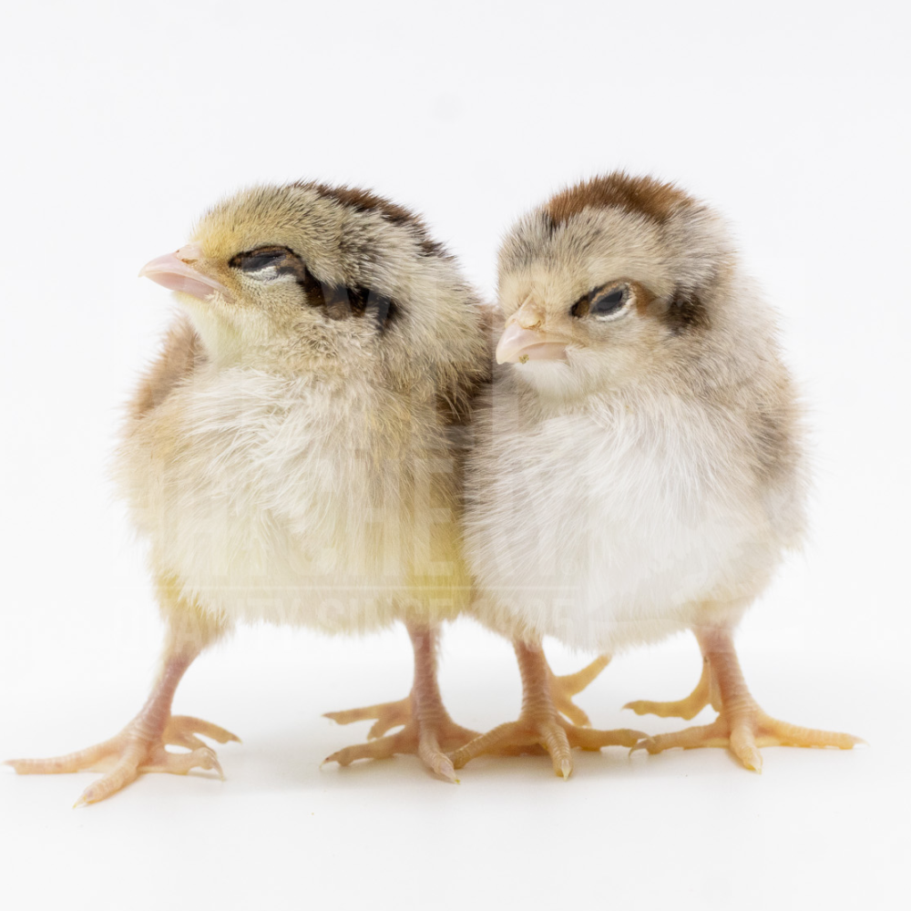 Silver Gray Dorking Bantam Day Old Chicks