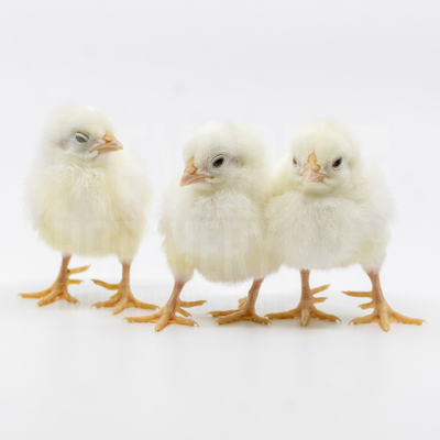 White Dorking Bantam Day Old Chicks